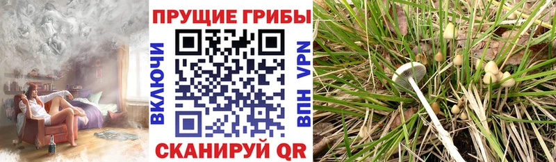 darknet состав  закладка  Верхняя Пышма  Галлюциногенные грибы мицелий 